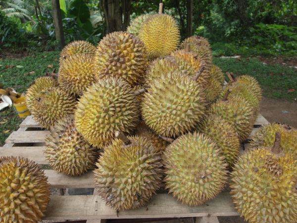 Cererea globală pentru durian a crescut de 400% în ultimul an