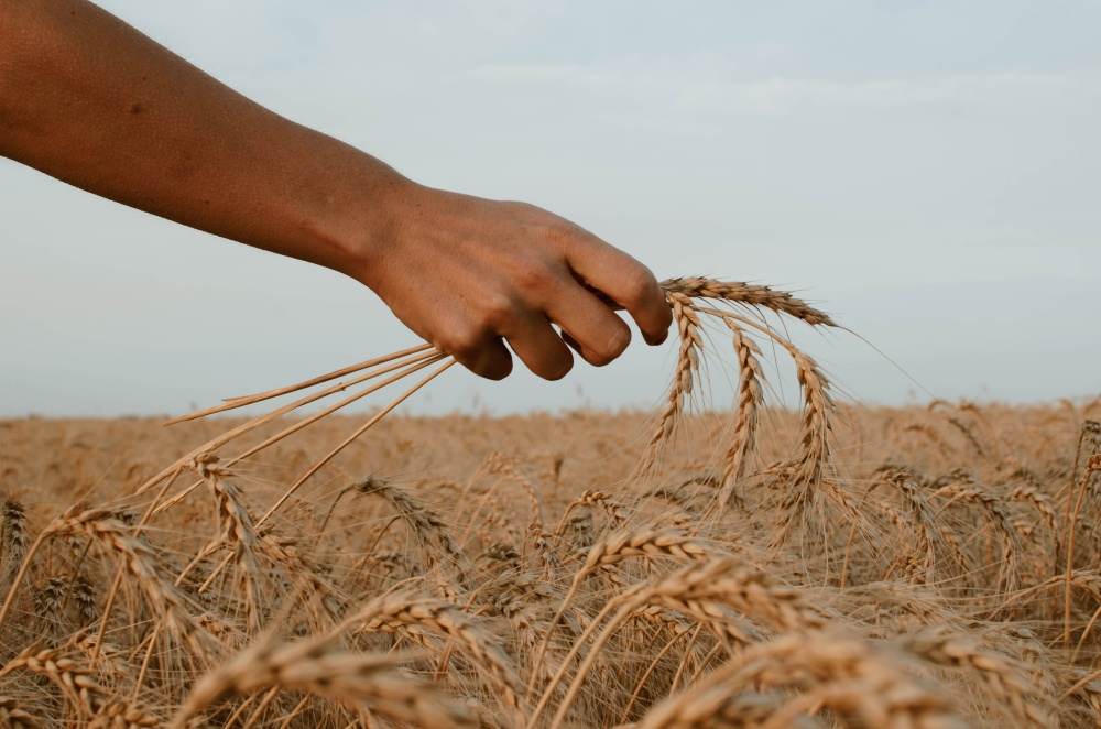 Ucraina intenţionează să dea în judecată Polonia, Ungaria şi Slovacia ca urmare a restricţiilor impuse importului de cereale