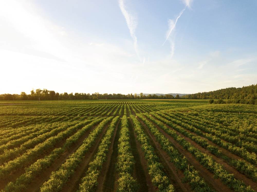 Franţa va investi 150 de milioane de dolari în Fondul Internaţional pentru Dezvoltare Agricolă