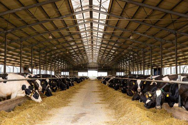 DN AGRAR are creştere de aproape 30% a cifrei de afaceri şi triplarea profitului în primul semestru din 2023