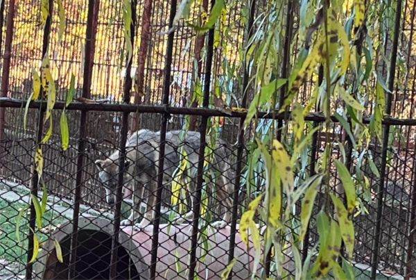 Carpathia Study: First Wolf-Dog Hybrid Species Discovered in Romania