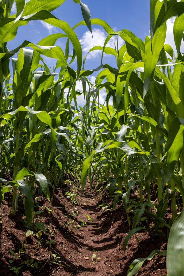 Ziua Mondială a Apei: Practicile sustenabile în agricultură facilitează managementul strategic al resurselor de apă