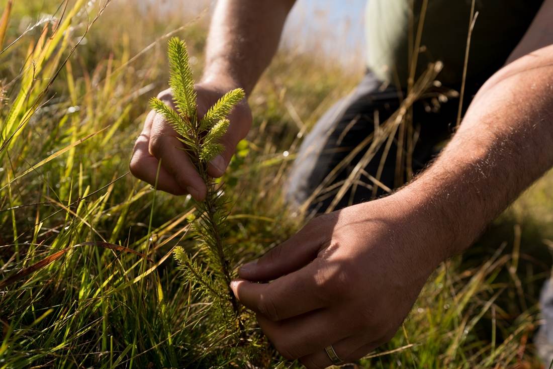 Zentiva România a plantat 40.000 de arbori în Munţii Făgăraş