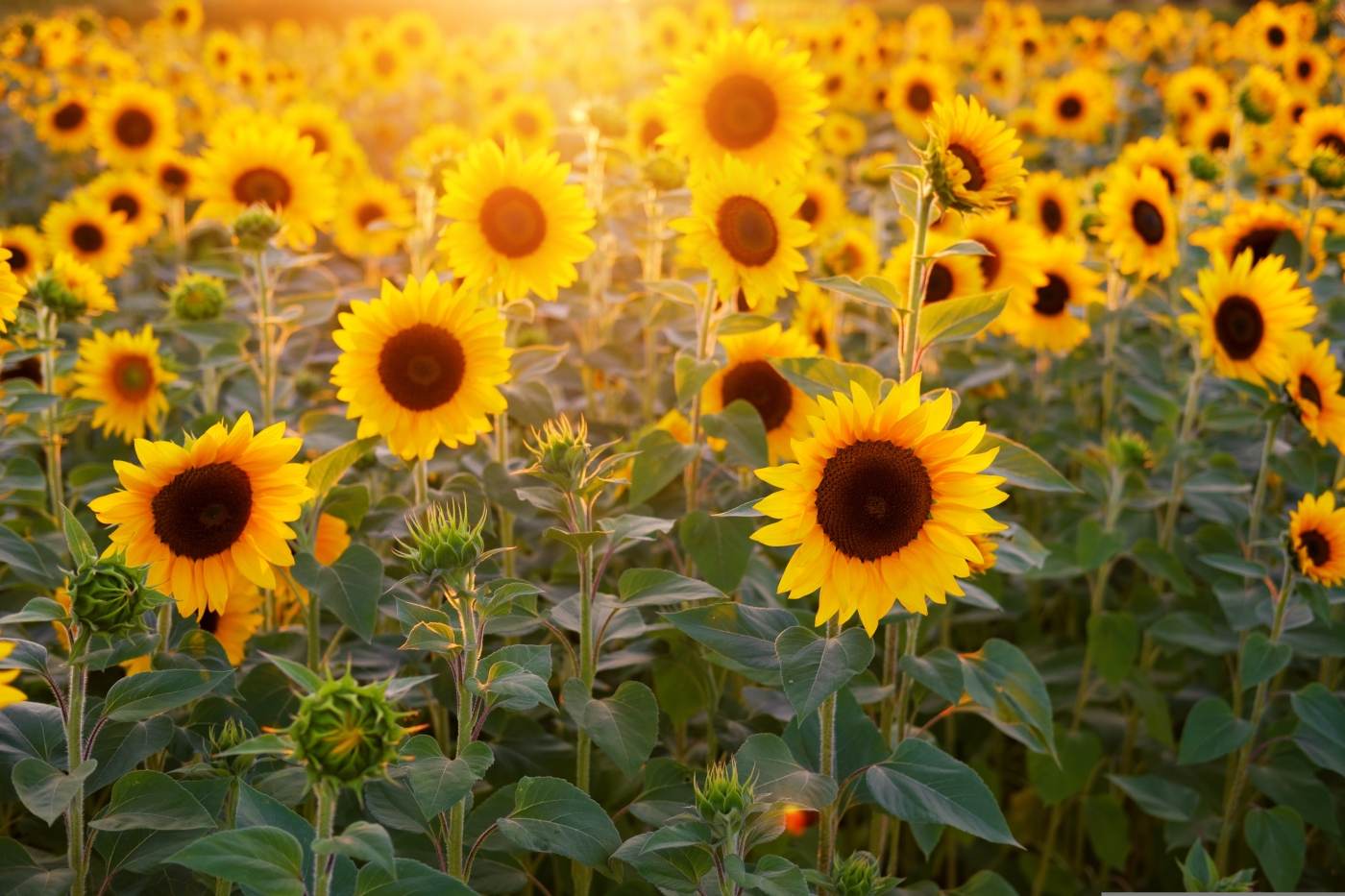 INS: România s-a situat în anul 2024 pe primul loc în UE la suprafaţa cultivată cu floarea soarelui