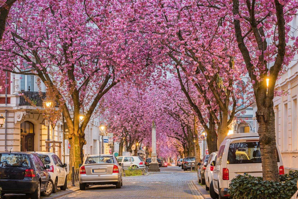 Idei de destinaţii din Europa pentru iubitorii cireşilor înfloriţi, în primăvară