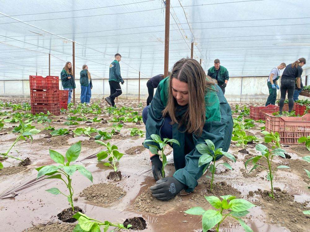 Studiul privind potenţialul de extindere a învăţării la locul de muncă în învăţământul profesional tehnic agricol 
