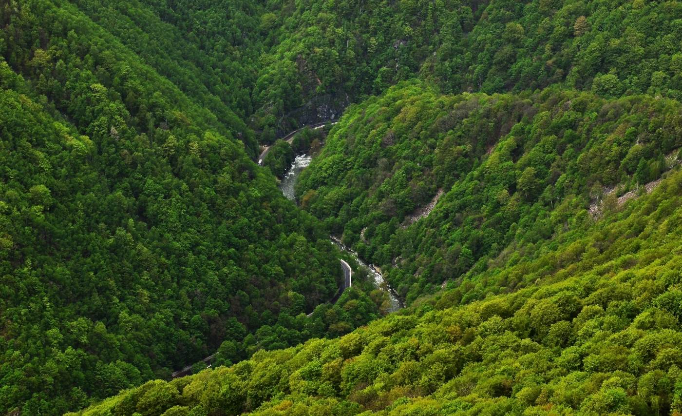 Ministerul Mediului: Statul a achiziţionat peste 4.000 de hectare de pădure în judeţul Neamţ