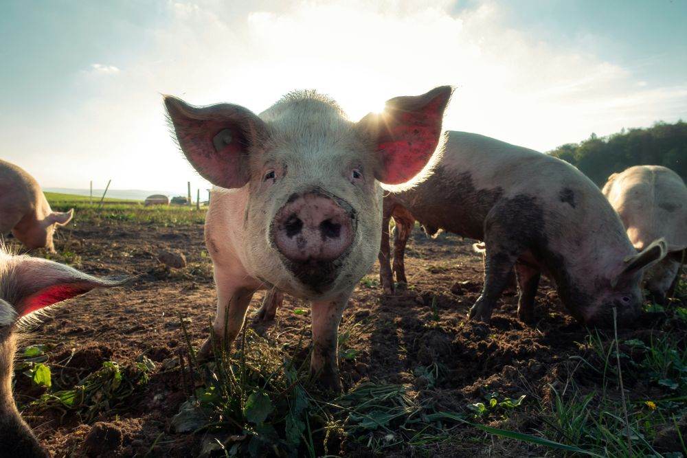Sprijin financiar de 1,5 milioane lei pentru crescătorii de porci 