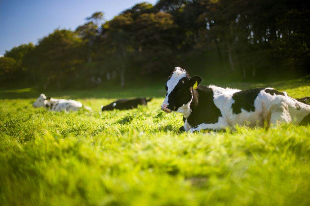 Ungaria a detectat al cincilea focar de febră aftoasă şi sacrifică tot mai multe bovine