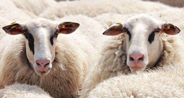 APIA: Aproximativ 39,5 milioane de euro, plătite pentru crescătorii de caprine şi ovine