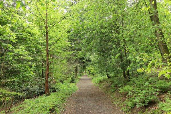 Forests, a central pillar in Europe's green economies
