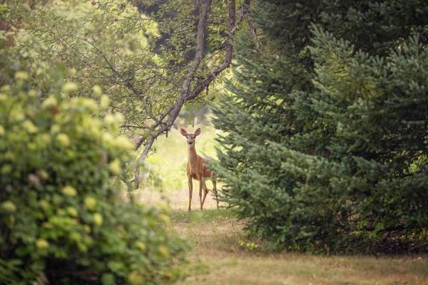 AFM: Fonduri de peste 2,55 milioane lei, aprobate pentru proiecte privind protecţia faunei sălbatice