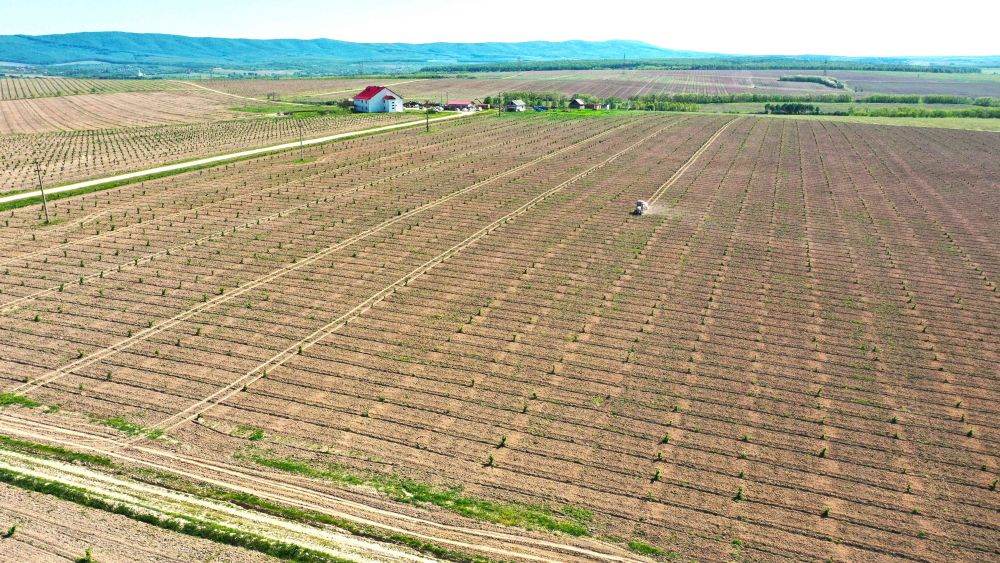 Antreprenorul Dorin Bob atrage 4,6 mil. euro pentru modernizarea şi digitalizarea uneia dintre cele mai mari plantaţii de aluni din România