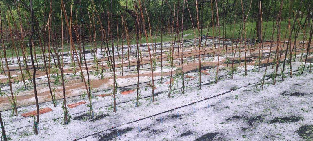 Grindina a făcut prăpăd într-o zonă care ar fi putut fi protejată de sistemul oprit de Ministerul Agriculturii