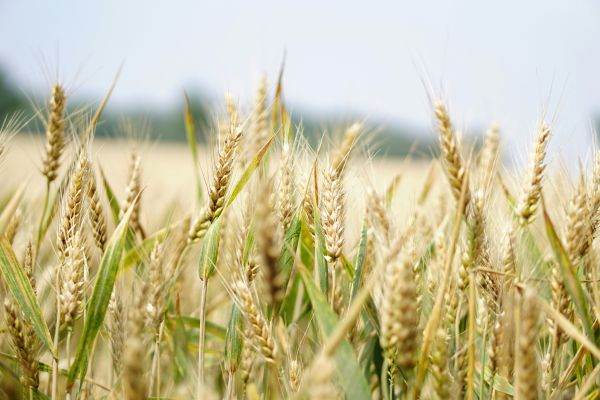 EU prepares to increase quotas for agricultural imports from Ukraine