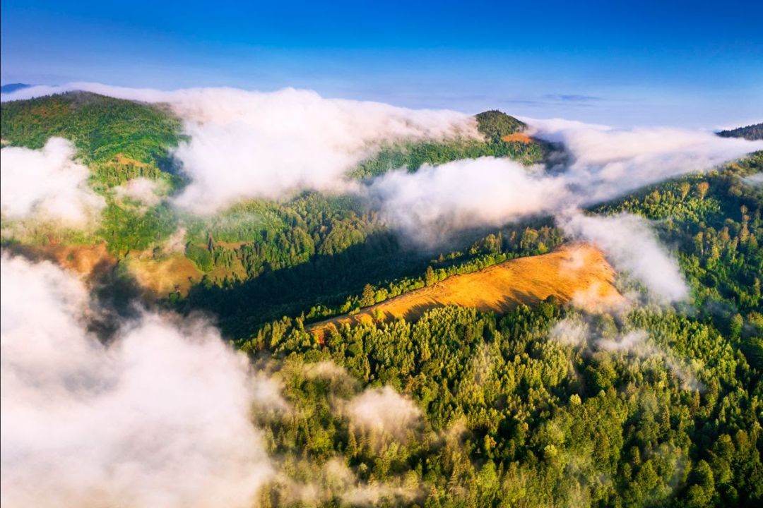 WWF România: Pădurile României cer o voce la Bruxelles