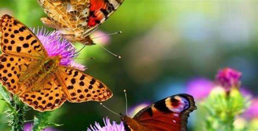 Muzeul Antipa a deschis sera cu fluturi tropicali vii
