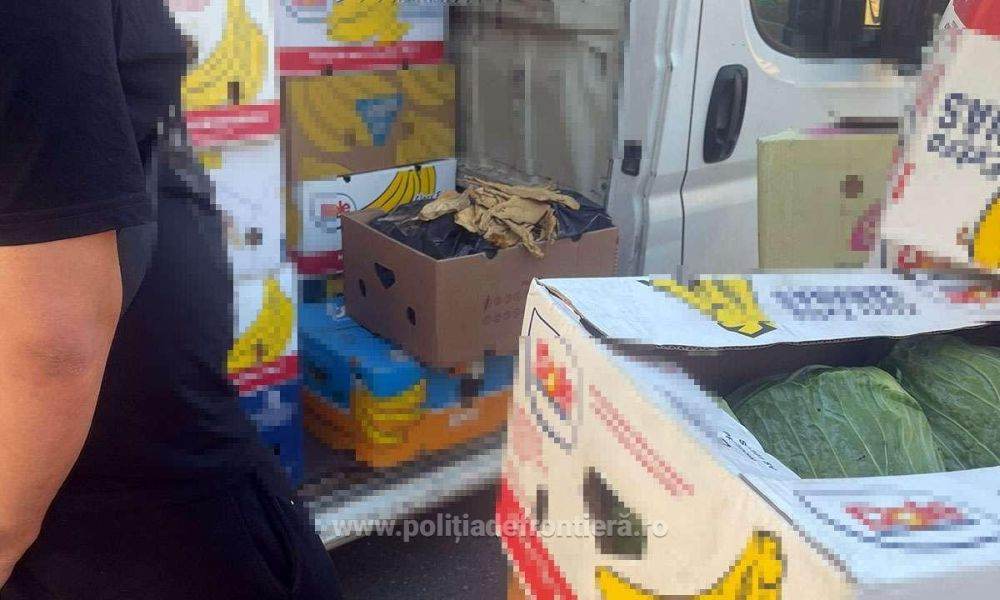 Poliţia de Frontieră: Aproximativ o tonă de tutun vrac ascunsă într-un microbuz cu varză