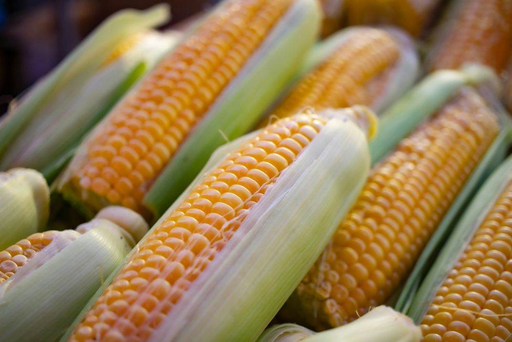 Advanta Seeds cumpără active-cheie din portofoliul de porumb al K-Adriatica 