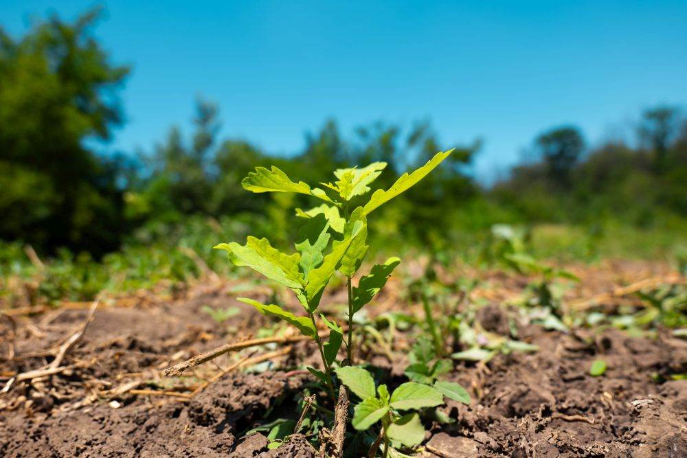 Romsilva a plantat peste 19 milioane de puieţi forestieri în campania de primăvară