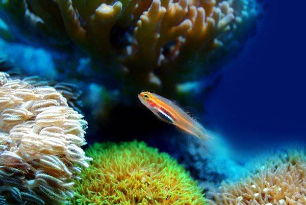 MarInnLeg Report: Environmental NGOs, funded by tech and energy giants