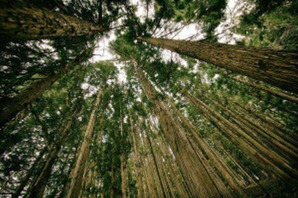 Sondaj Greenpeace: 88% dintre români consideră defrişările o problemă gravă