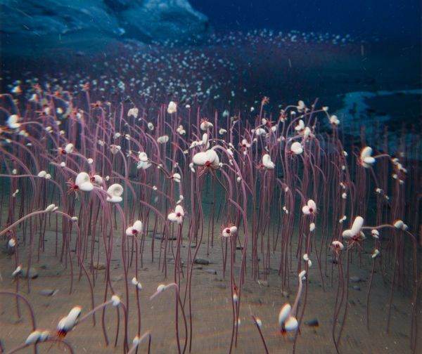 Source photo: idsse.cas.cn
