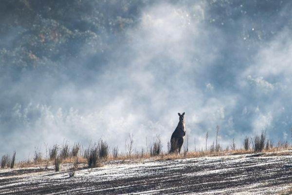Australia sub asediul iernii: cel mai mare episod de ninsoare din ultimele decenii