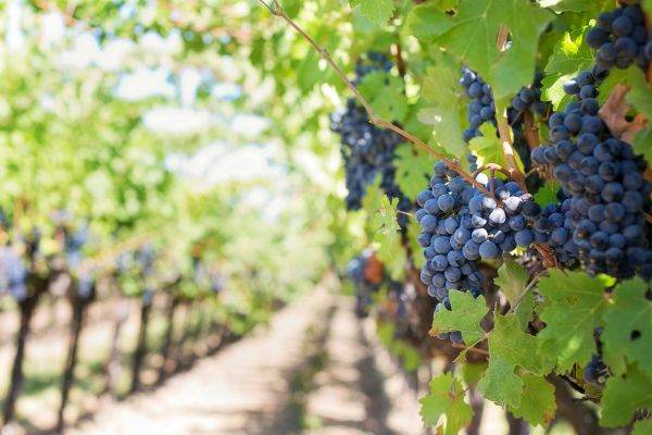 Exportatorii europeni de vin şi spirtoase estimează înregistrarea unor pierderi uriaşe