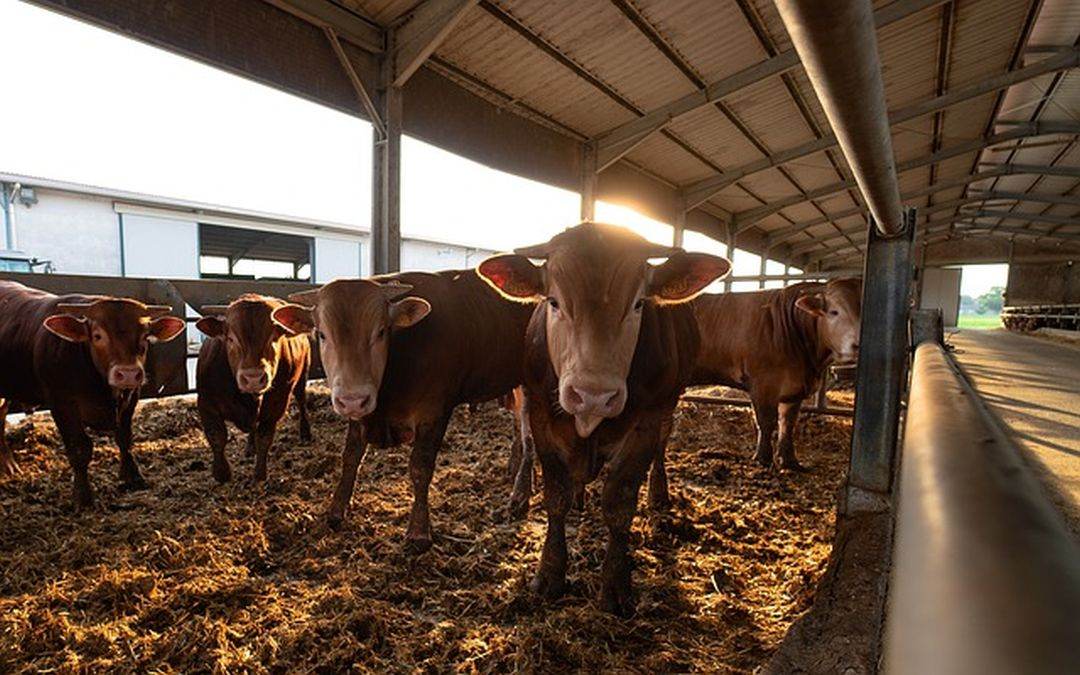 APIA: Sprijin financiar de aproape 54 milioane lei pentru crescătorii de animale