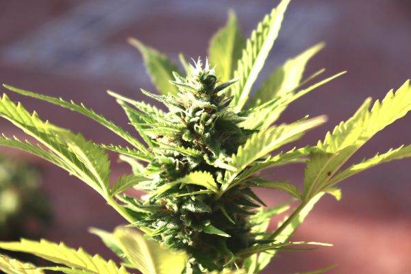 Study: Cannabis used for pain and anxiety linked to higher risk of paranoia