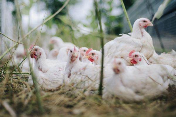 TradeVille: Cifre record şi planuri măreţe la Agroland