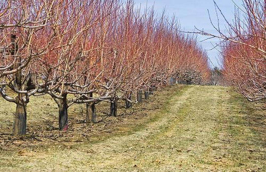 FRULEG-RO cere măsuri urgente pentru pomicultorii loviţi de fenomene climatice