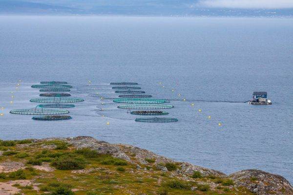 Investigative journalism: Fishmeal for European aquaculture is emptying African fish markets
