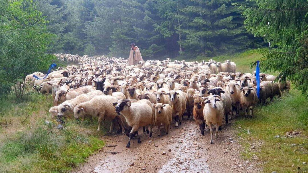 EPPO: Crescător de oi din Timiş, acuzat de o fraudă cu fonduri europene de 2,2 milioane euro