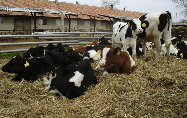 TradeVille: Agroserv Măriuţa dă semne de revenire