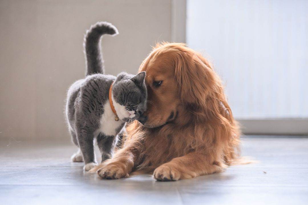 Purina colaborează cu aproape 2000 de medici veterinari pentru dezvoltarea nutriţiei animalelor de companie