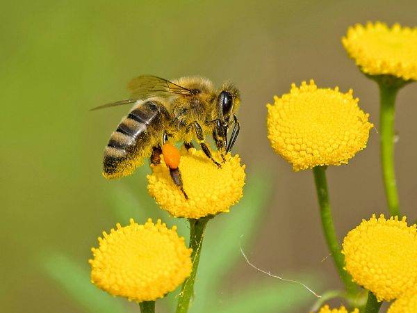 Alarm bell for European biodiversity