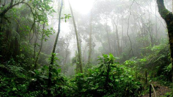 Record negativ: 8,3 milioane de hectare de pădure pierdute într-un singur an