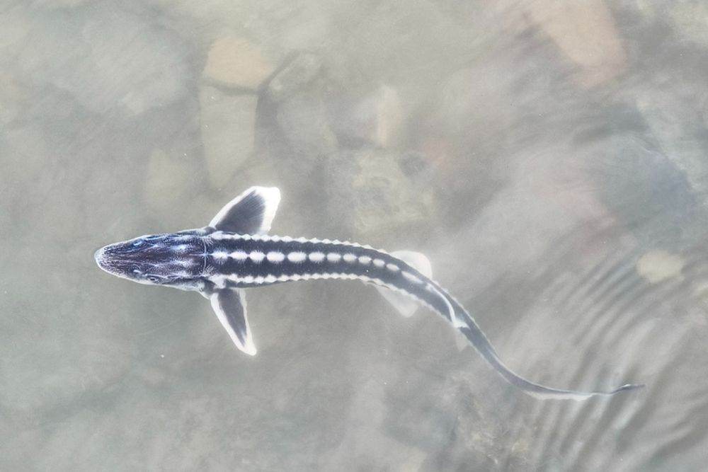 Dunărea, repopulată cu încă 3.000 de pui de nisetru la Isaccea