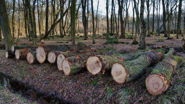 FAO: Deforestation rate slows, but remains alarming