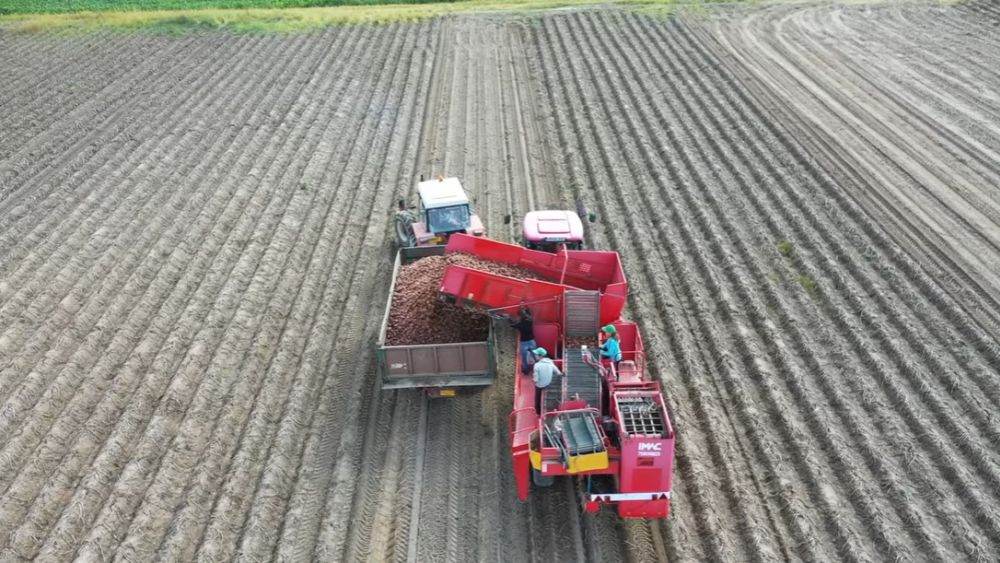 Fermierii români adoptă soluţii biologice pentru o productivitate mai mare şi o cultură de cartofi mai rezilientă