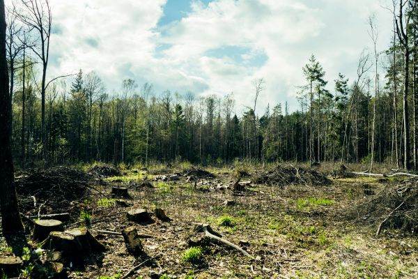 Consumul european accelerează defrişările globale