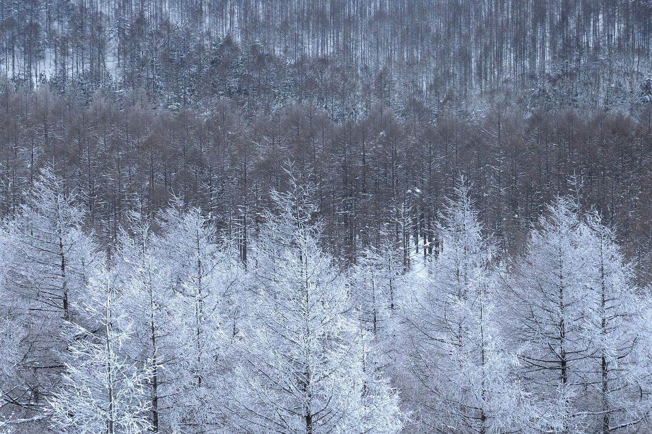 Romsilva scoate la vânzare peste 16.000 de pomi de Crăciun