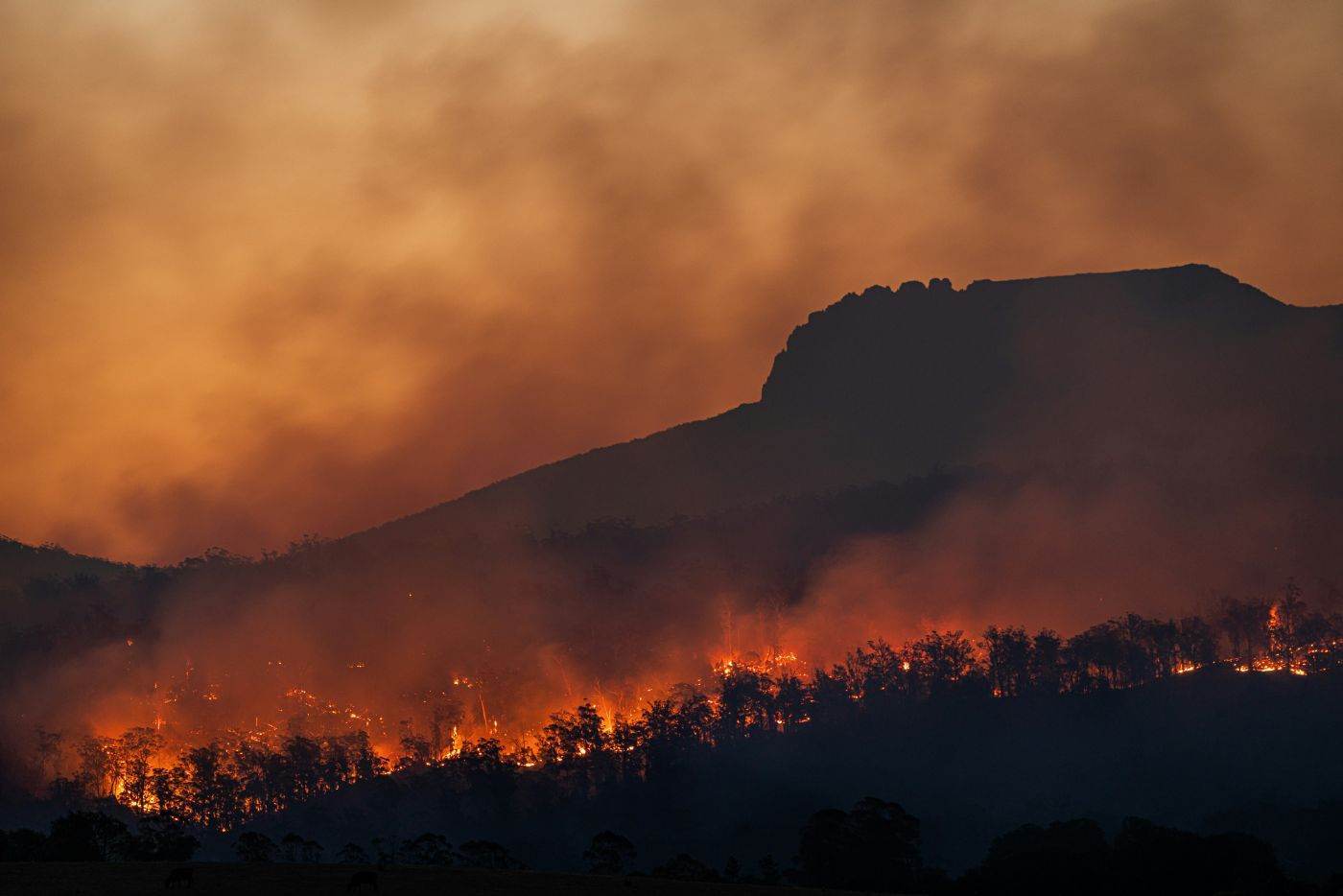 AFP: Sute de clădiri au fost distruse de incendiile de vegetație din statul Washington