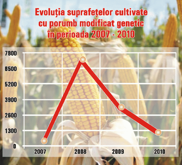 Ocupăm locul trei în Europa la culturile modificate genetic