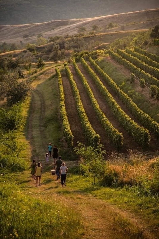 Agenţia de turism Elf Tours & Travel a mizat pe "Artă şi vin" în pandemie