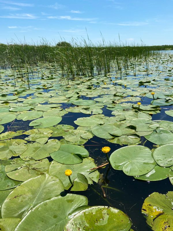 O zi cât o vacanţă în Delta Dunării