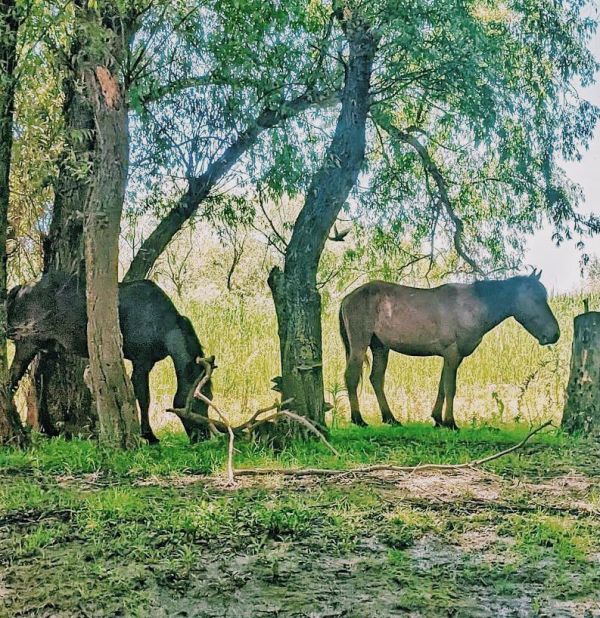 O zi cât o vacanţă în Delta Dunării