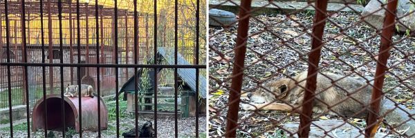 Carpathia Study: First Wolf-Dog Hybrid Species Discovered in Romania